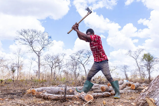 Nạn phá rừng không kiểm soát để kinh doanh than bùng nổ ở Tanzania
