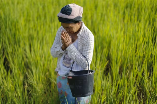 Thái Lan lo lắng khi nông dân đổ xô đi trồng lúa Việt Nam