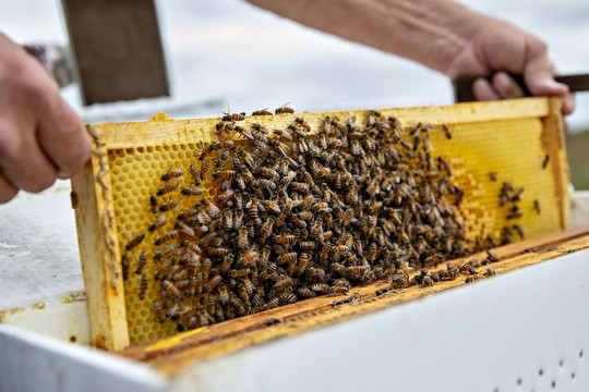 Mỹ: Cấp phép vắc xin đầu tiên trên thế giới dành cho ong mật