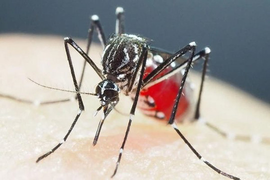 Phát hiện muỗi kháng thuốc diệt côn trùng ở châu Á