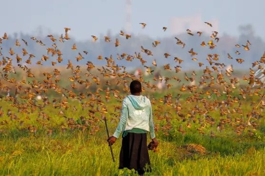 Lo ngại việc Kenya dùng thuốc trừ sâu để diệt chim rồng rộc mỏ đỏ