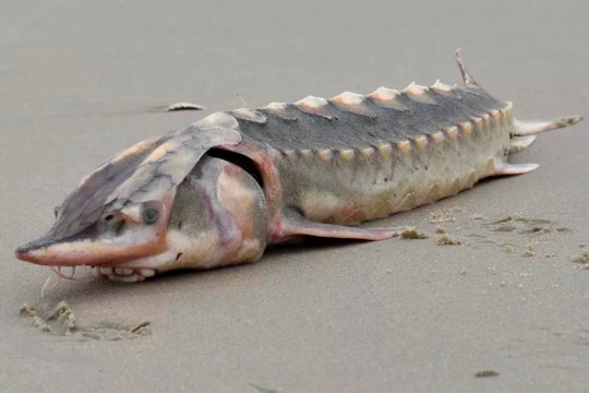 Phát hiện xác loài cá tồn tại từ thời khủng long trên bờ biển Mỹ