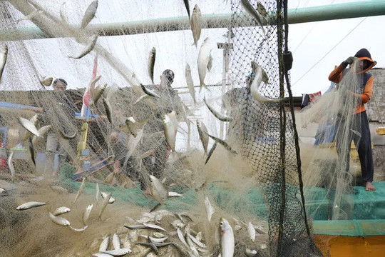 Tham nhũng gây nguy hiểm cho nghề cá đang thu hẹp của thế giới