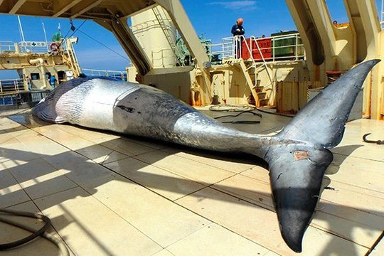 Nhật Bản đóng tàu đánh bắt cá voi mới có thể đến Nam Cực