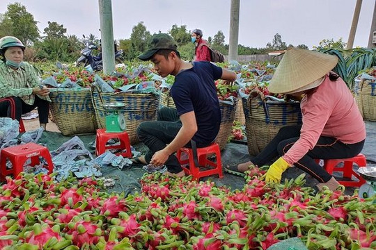 Rộng cửa đưa trái cây Việt sang Trung Quốc