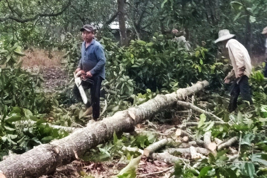 Khởi tố vụ án hình sự về vụ phá rừng phòng hộ Xuân Lộc ở Đồng Nai