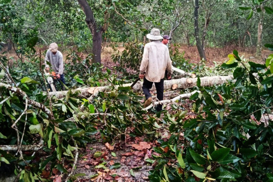 Đồng Nai: Người dân ngang nhiên đốn hạ cây rừng, thách thức cán bộ kiểm lâm