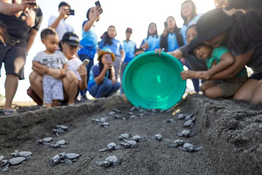 Thợ săn rùa biển Philippines trở thành người bảo tồn