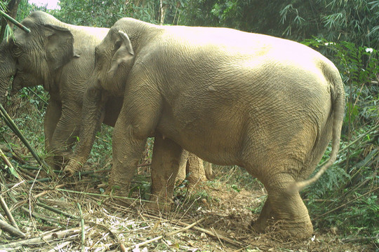 Bẫy ảnh ghi được hình voi rừng sống trên đảo giữa lòng hồ ở Hà Tĩnh