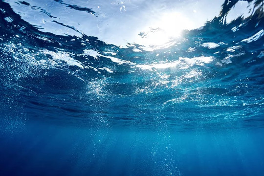 Vi khuẩn dưới nước sử dụng 'ăng-ten' để thu năng lượng Mặt trời