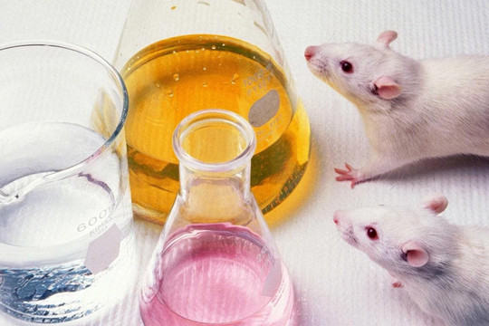 Các nhà khoa học Nhật Bản tạo ra chuột con từ hai chuột đực