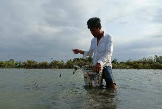 Dùng lưới đuổi bắt cá của nông dân miền Tây