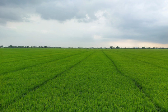 Đồng Tháp từng bước chuẩn bị thay đổi mô hình canh tác nông nghiệp hữu cơ 