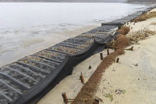 Nhiều vùng duyên hải trên thế giới dùng xơ dừa chống xói mòn