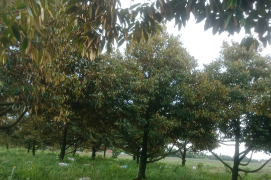 Tiền Giang: Không khuyến khích trồng cây sầu riêng trong vùng Đồng Tháp Mười