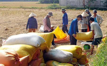 ĐBSCL: Không để người dân khó tiếp cận vốn trong khâu thu mua lúa gạo