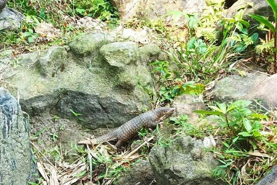 Quảng Nam: Cá thể tê tê quý hiếm lạc vào nhà dân được thả về tự nhiên