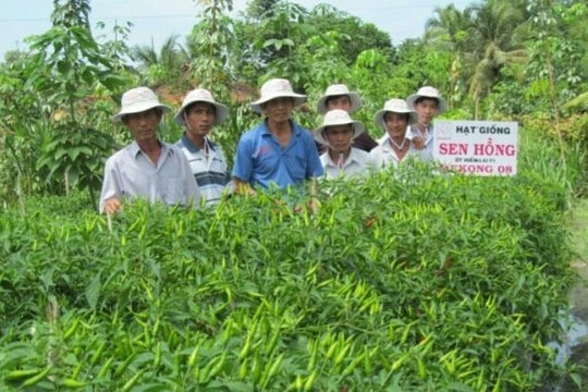 Tiền Giang: Trồng màu mùa hạn cho thu nhập khá