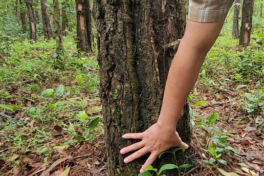 Quảng Trị: Nhiều cây thông hàng chục năm tuổi bị kẻ xấu dùng hóa chất triệt hạ