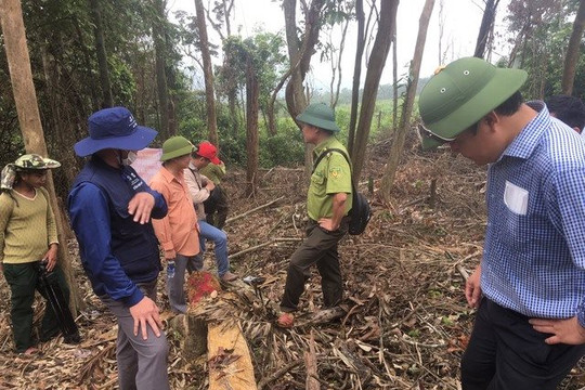Kỷ luật một số cán bộ và kiểm lâm liên quan vụ phá rừng ở Quảng Trị
