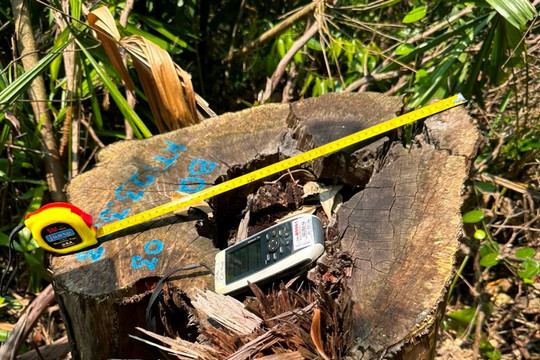 Thừa Thiên - Huế: Điều tra vụ phá rừng tại huyện Nam Đông gây xôn xao dư luận