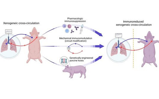 Máu lợn có thể chữa lành và bảo quản phổi người