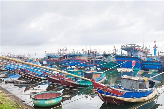 Ngư dân Quảng Trị kỳ vọng bội thu vụ cá Nam