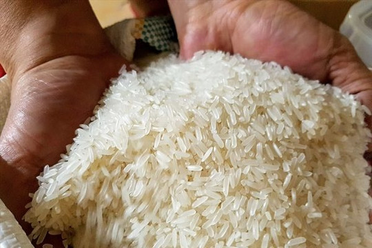 Đưa thương hiệu gạo Việt ST25 ra chiếm lĩnh thị trường quốc tế