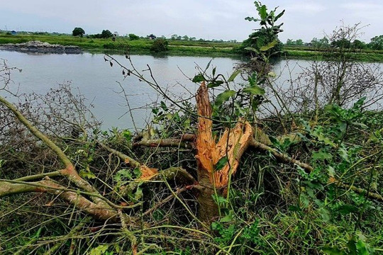 Thừa Thiên-Huế có kết quả điều tra vụ  0,72ha rừng ngập mặn bị phá
