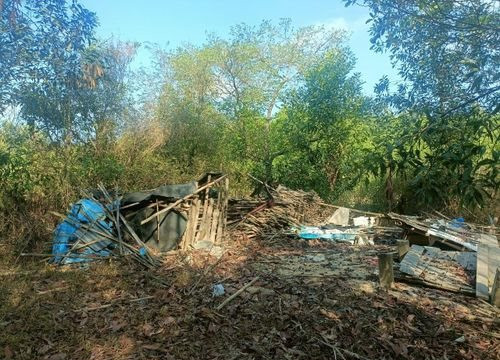 Đồng Nai: Voi rừng tấn công người bị thương, quật chết bò