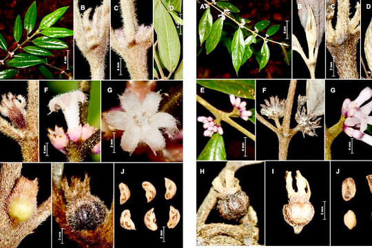 Phát hiện 2 loài thực vật mới cho khoa học tại Vườn quốc gia Vũ Quang