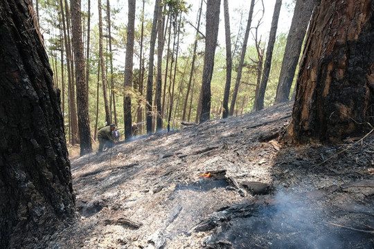 Đã khống chế được đám cháy trở lại ở rừng đèo Prenn 