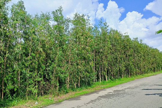 Rừng ở bán đảo Cà Mau - Bài 2: Bằng mọi cách bảo vệ và phát triển rừng