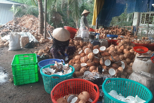 Bến Tre: Doanh nghiệp mua dừa hữu cơ nợ đọng, nhà vườn khốn đốn