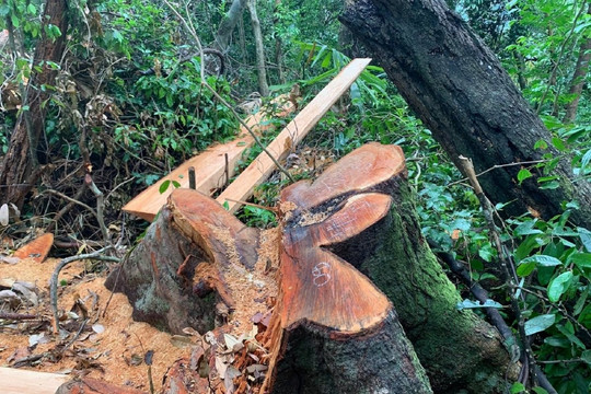 Thừa Thiên - Huế: Nghi phạm phá rừng ở huyện Nam Đông khai gì với cơ quan chức năng?