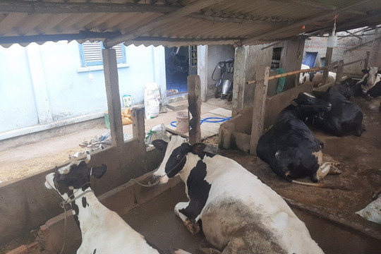 Tiền Giang: Trại bò sữa gây ô nhiễm kéo dài, dân 'cầu cứu' chủ tịch UBND tỉnh