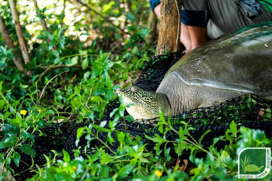 Cá thể rùa Hoàn Kiếm quý hiếm nặng gần 100kg đã chết