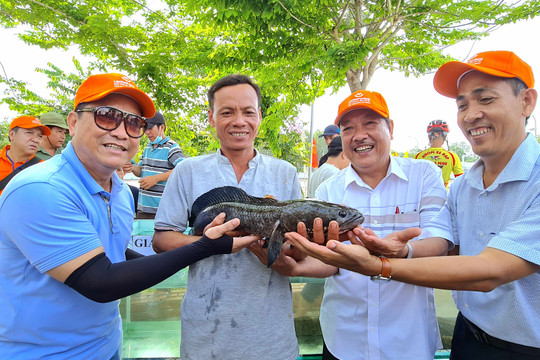 Lần đầu tiên Cà Mau tổ chức cuộc thi “Buồng chuối lớn nhất”, “Cá lóc lớn nhất”
