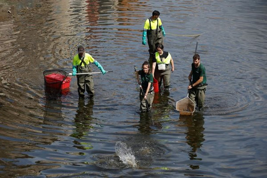 Tây Ban Nha giải cứu cá khỏi sông khô cạn vì hạn hán