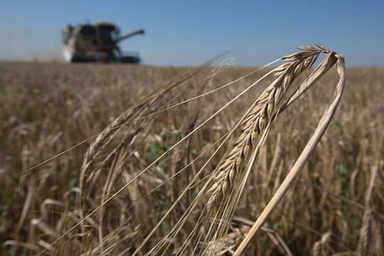 Thêm quốc gia muốn cấm nhập khẩu nông sản Ukraine