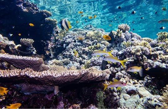 Ô nhiễm ánh sáng ảnh hưởng quá trình sinh sản của san hô