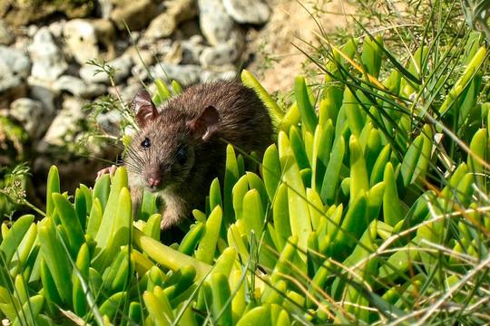 Đưa chuột lên hoang đảo và cái kết bất ngờ với hệ sinh thái