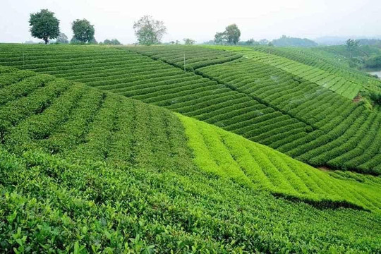 Tản mạn trà Việt