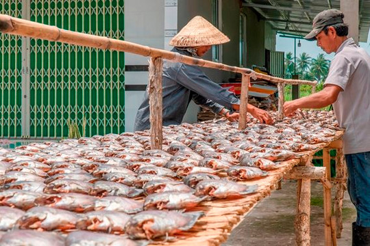 Cà Mau: Đầu tư công nghệ để nâng tầm sản phẩm cá khô bổi