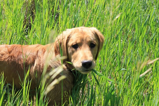 Phát hiện về thói quen lạ của chó: Thích ăn cỏ