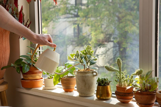 Công bố cách trồng cây trong nhà giảm nguy cơ ung thư 86% từ không khí