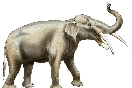 Lộ diện loài ‘voi 4 ngà’ nhờ phát hiện hóa thạch ở nghĩa địa voi