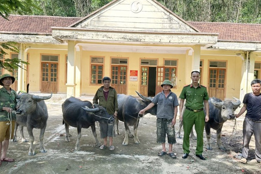 Cảnh báo nạn trộm trâu thả rông ở huyện miền núi Nghệ An