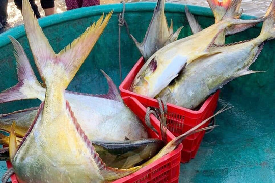 Ngư dân Hà Tĩnh trúng mẻ cá chim vàng, thu về 600 triệu đồng trong một đêm 