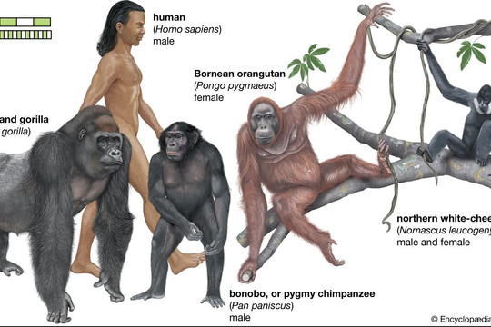 Tổ tiên chung giữa con người và các loài khỉ đột, đười ươi trông như thế nào?